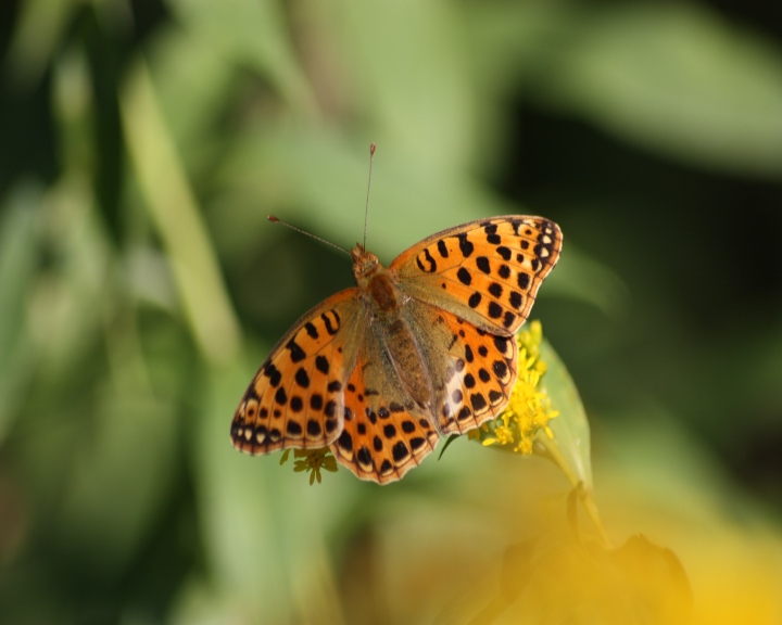 Ninfalidi nel parco del ticino